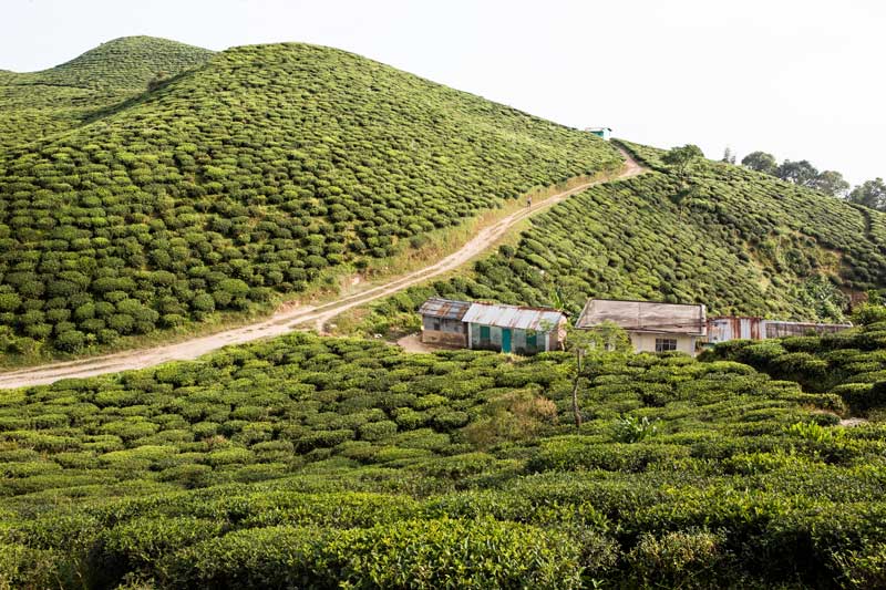 A tea plantation in Darjeeling  district, West Bengal - Rising demand for tea, coffee, and  rubber is translating into expanding plantations for these crops across India, causing increased deforestation